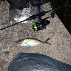 アジが釣りたくて