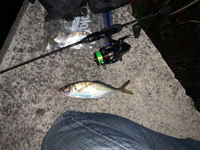 アジが釣りたくて