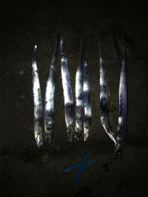 ドジョウ最強伝説