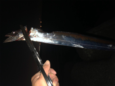 今日は連れら数人と…