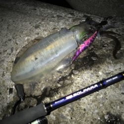 ナイトエギング