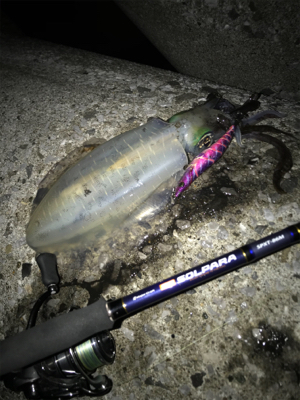 ナイトエギング