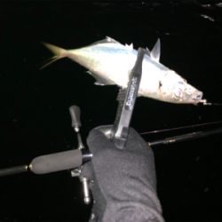 良型中アジ　釣れる時は釣れる