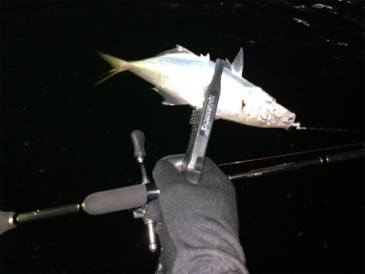 良型中アジ　釣れる時は釣れる