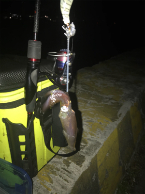 寒い中でのヒイカ釣りσ(^_^;)