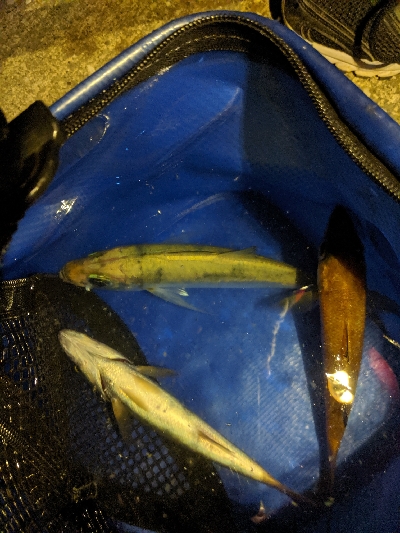 アジング、ムツング