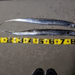 タチウオが戻ってきた！