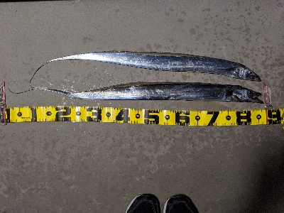 タチウオが戻ってきた！