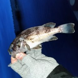 子供とサビキ（親はアジング）