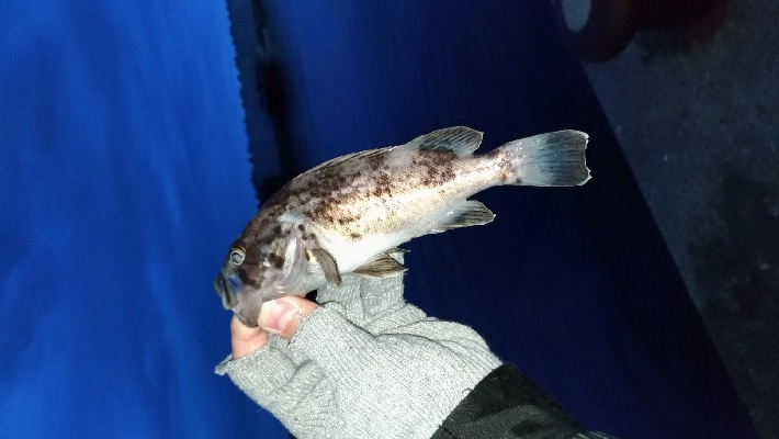 子供とサビキ（親はアジング）