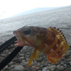 ロックフイッシュ