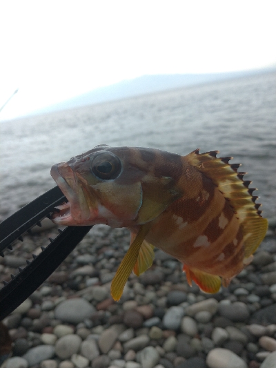 ロックフイッシュ