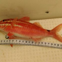 スーパーでなかなか見かけない魚