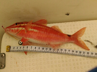 スーパーでなかなか見かけない魚