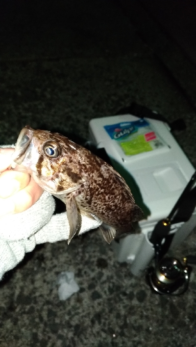 酒の肴を釣りに