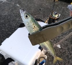 子供と陸っぱり