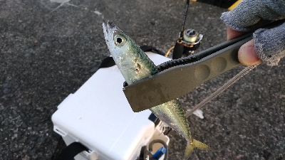 子供と陸っぱり