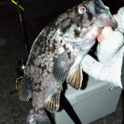 深夜のクロソイ狙い