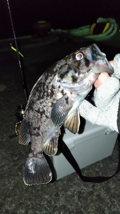 深夜のクロソイ狙い