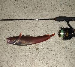 今日はどんこ祭り