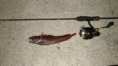 今日はどんこ祭り