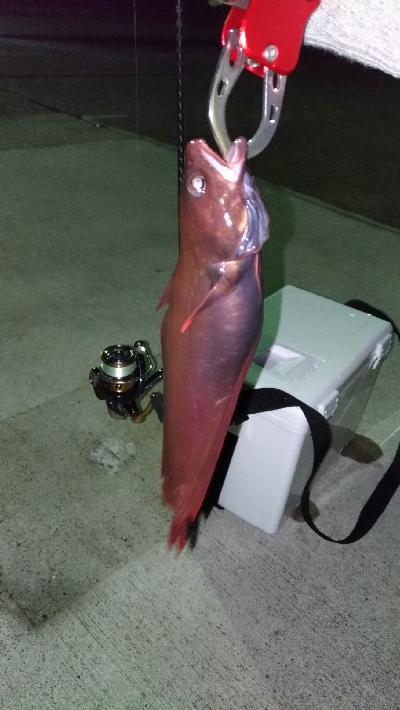 ドンコを狙うも…