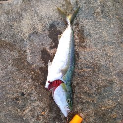 まさかのメジロ