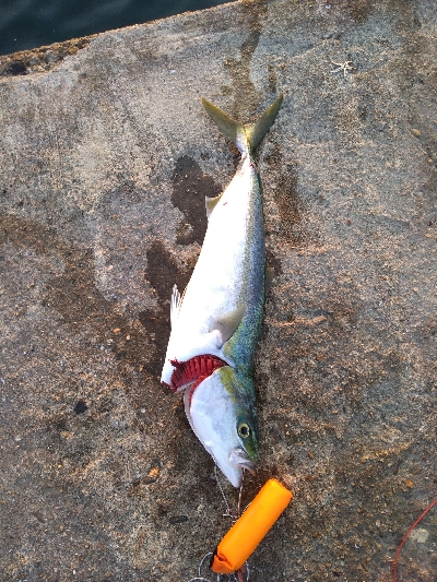 まさかのメジロ