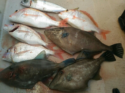 小浜市犬熊・第7佐藤丸さんにて