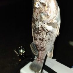 根魚を求めて