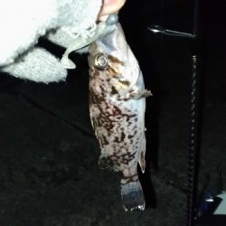 長潮でも釣れるのか実験