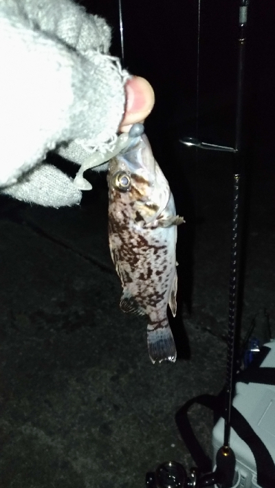 長潮でも釣れるのか実験