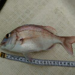 明石沖にて（今年4回目）