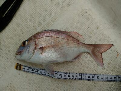 明石沖にて（今年4回目）