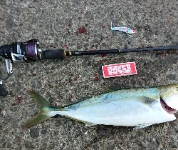 ようやくバラさずハマチ！