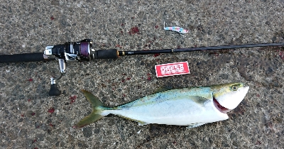 ようやくバラさずハマチ！