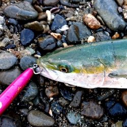 三重県 伊勢湾サーフ青物絶好調！