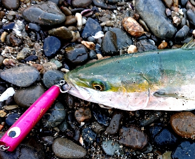 三重県 伊勢湾サーフ青物絶好調！