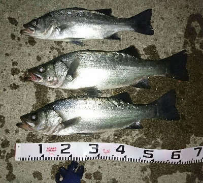 朝マズメのヒラスズキ&夕マズメのハ…