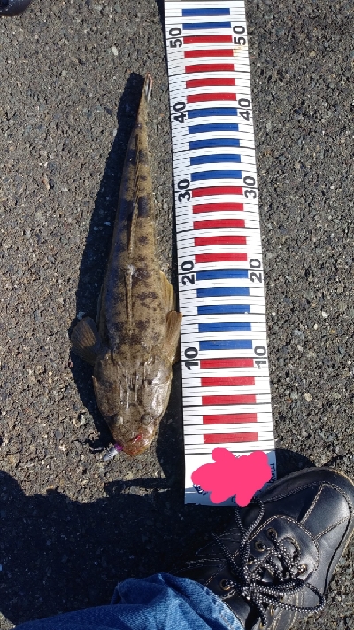 シーバスに会えなかったが…