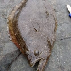 ヒラメ乱舞 爆釣