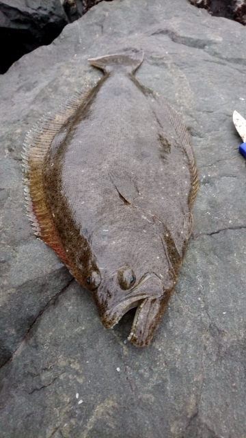 ヒラメ乱舞 爆釣