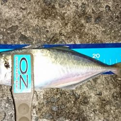 海に生命を感じない