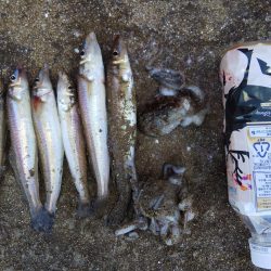 室津で投げ釣り!キスとタコ