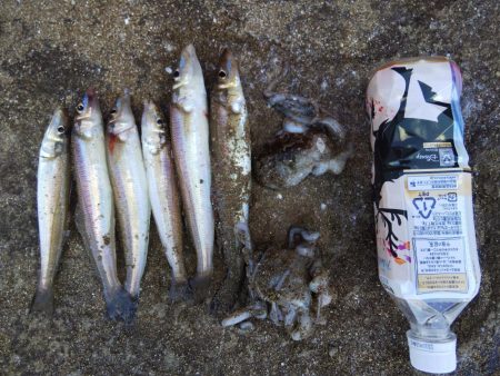 室津で投げ釣り！キスとタコ