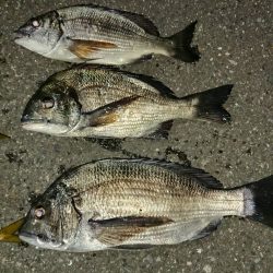 アジも大きく育ってきました