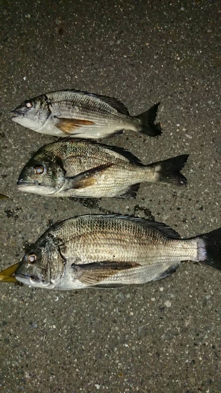 アジも大きく育ってきました