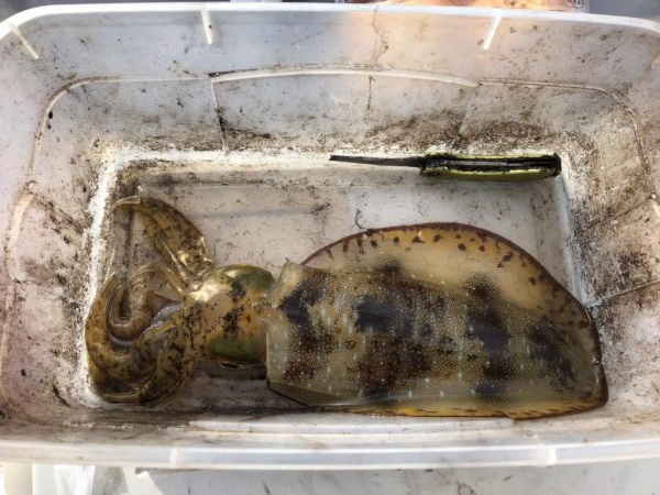 ティップラン再び