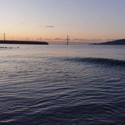 カゲロウはサヨリの代わりになりますか？