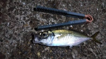 タチウオ釣れた（お隣さん）